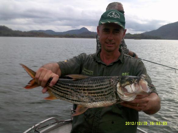 Tiger fishing on Cohora Basa