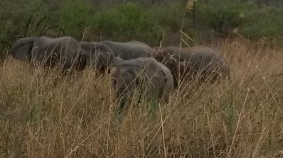 close up elephants grazing