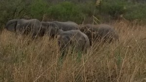 close up elephants grazing
