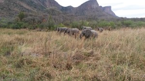 Elephants with mountain
