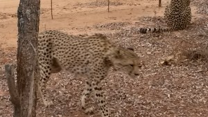 Cheeta on the move