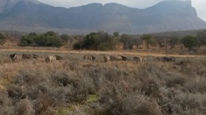 Blue wildebees and Zebra